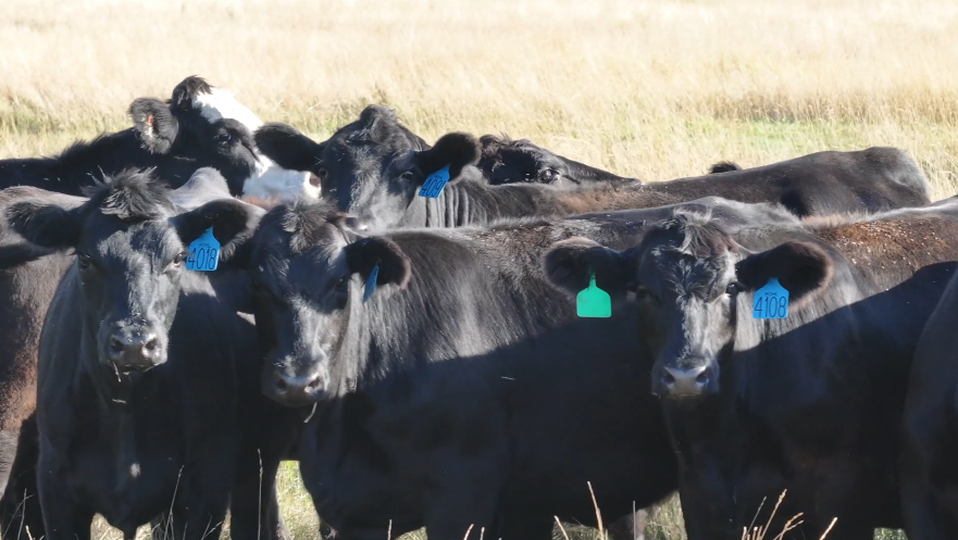 March calving bred heifers 950 lbs, one-iron off two solid ranches.- BH929C5